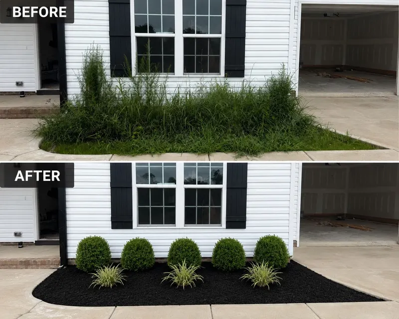 Before and after: an overgrown bed cleared out and replanted with shrubs in fresh black mulch