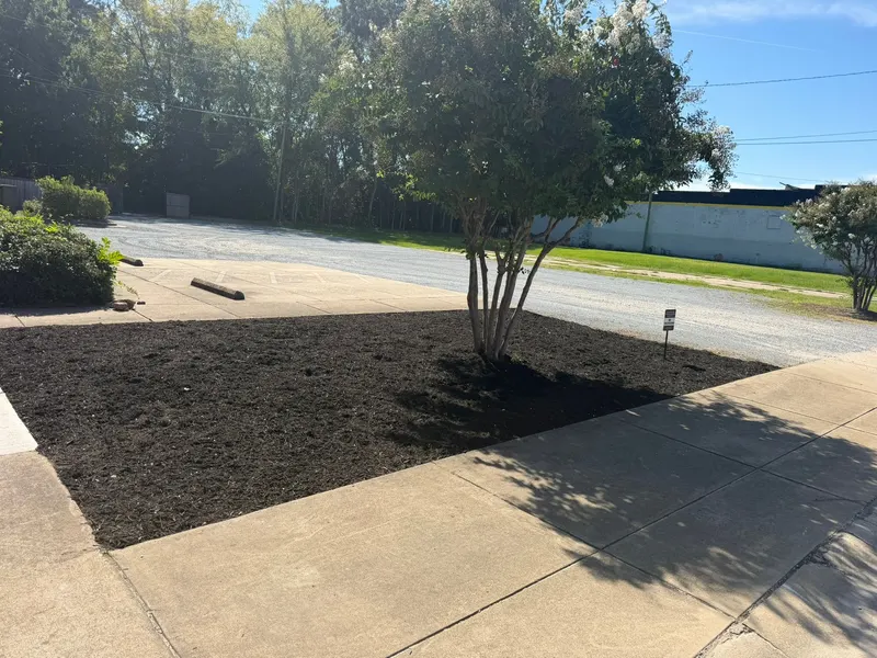 Corner bed re-mulched around a crape myrtle beside a parking lot