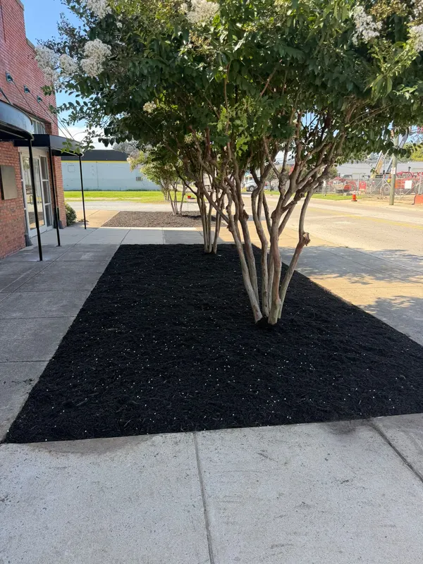 Crape myrtle in a fresh black mulch bed along a storefront walk