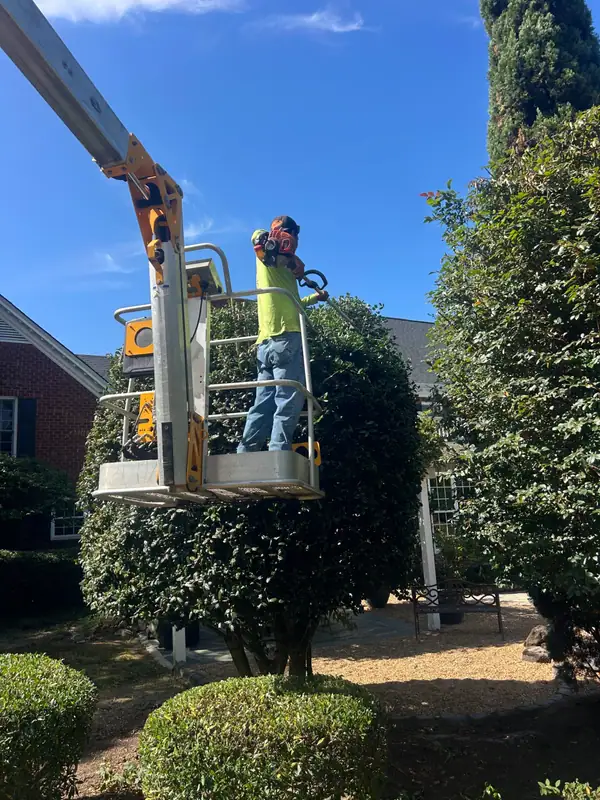 Crew member trimming a tall hedge from a lift