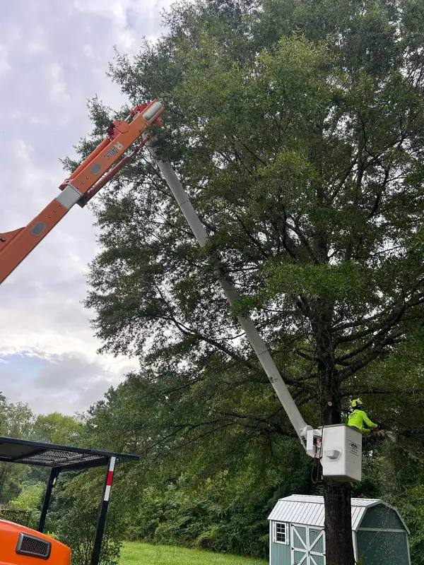 Trimming a tall tree from the bucket lift