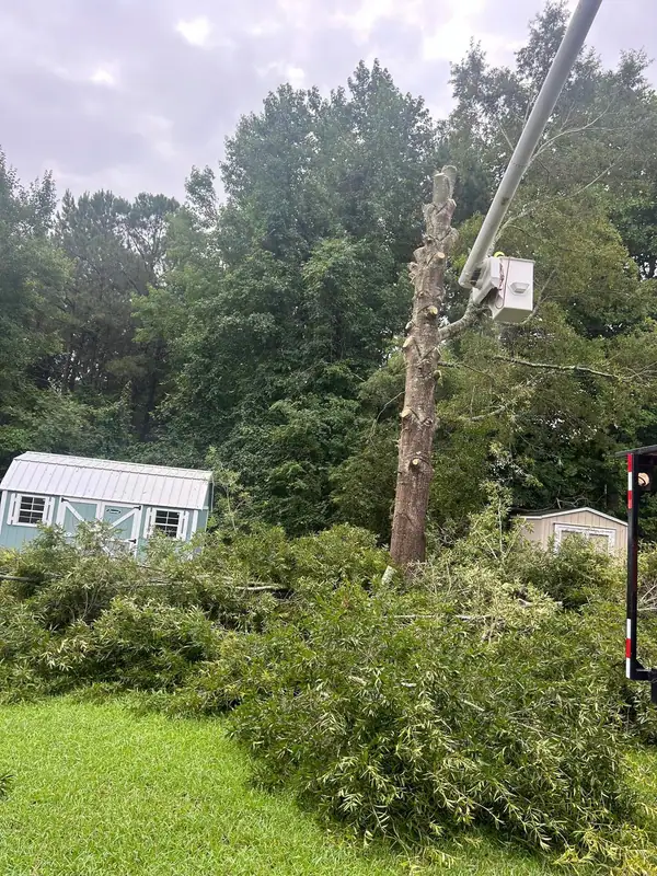 Cut limbs gathered in a backyard during a cleanup