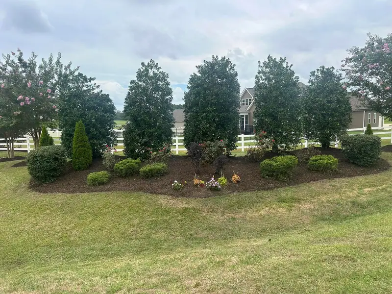 Row of magnolias with a new bed and shrubs