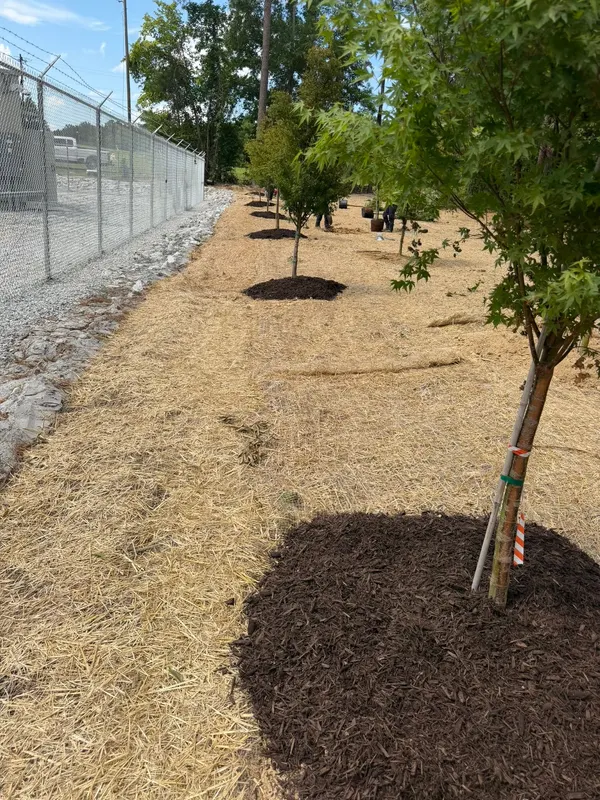 Newly planted tree with a fresh mulch ring on a straw-covered bank