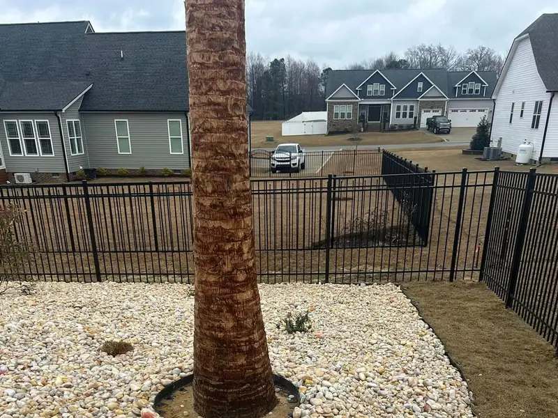 River rock bed around a palm inside a new fence