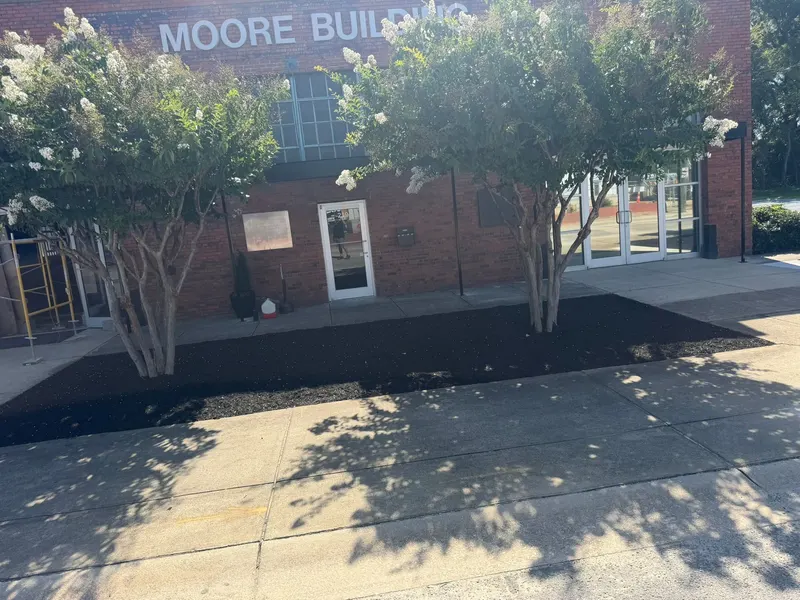 Crape myrtles in fresh black mulch beds in front of a brick building