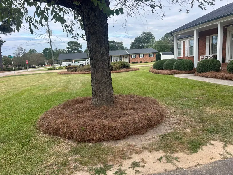 Pine straw ring around a shade tree