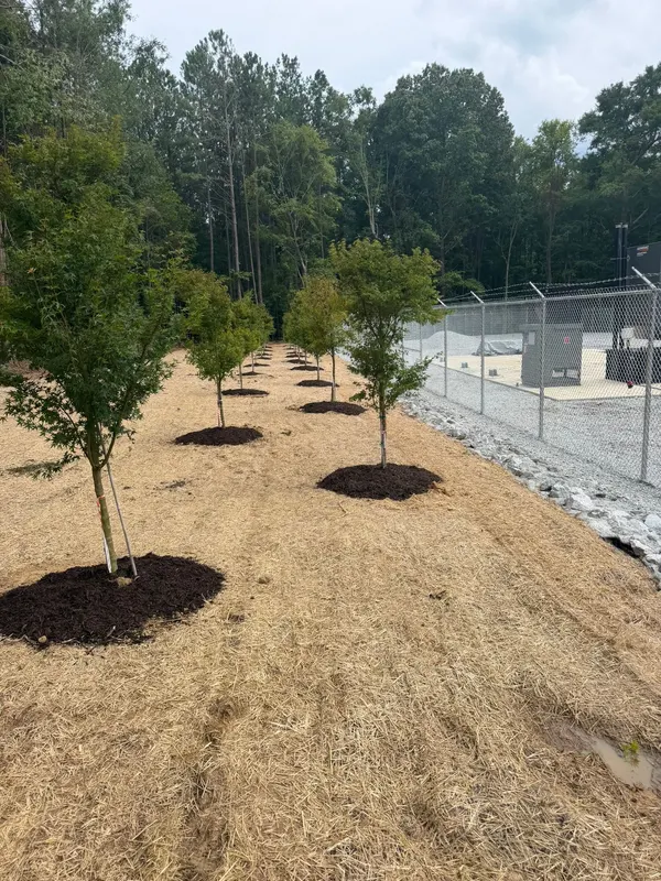 Row of new trees with mulch rings along a fence line
