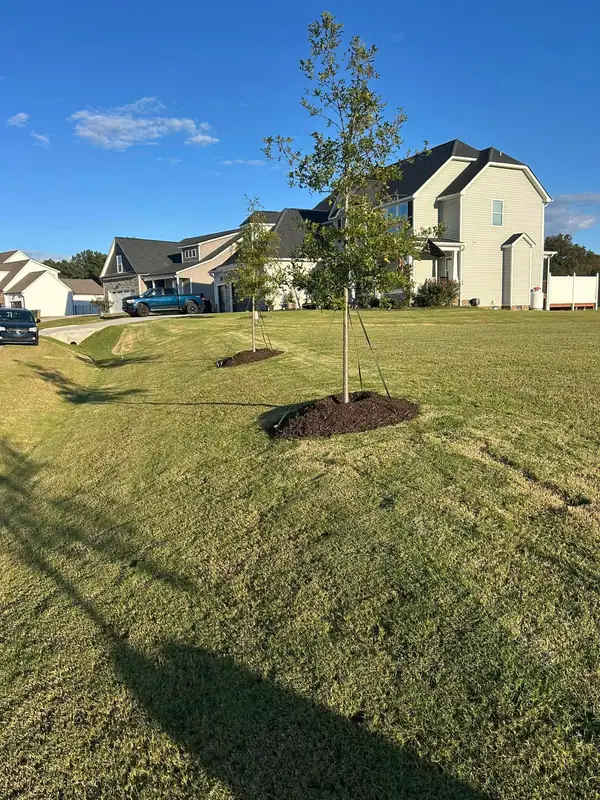 Lawn with a young tree and mulch ring